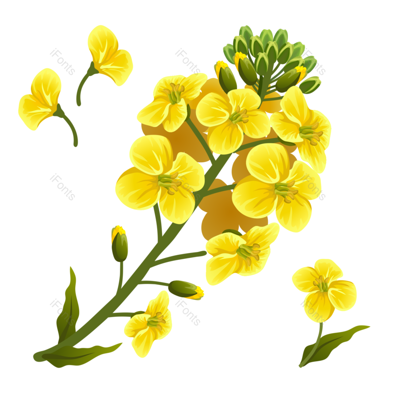 黄色的花图片,鲜花元素,春季PNG,春天免抠素材